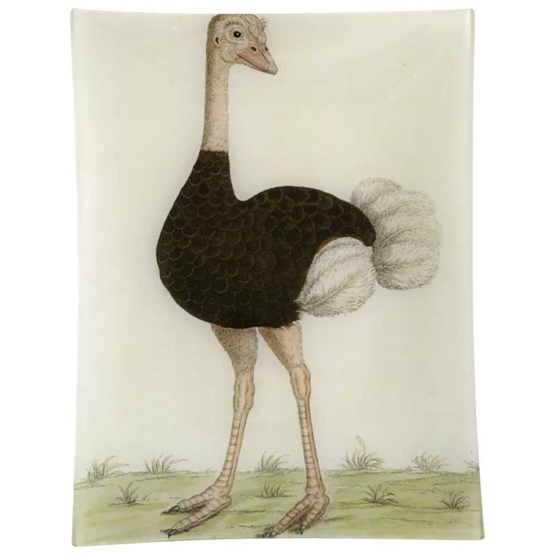 #24 - Ostrich