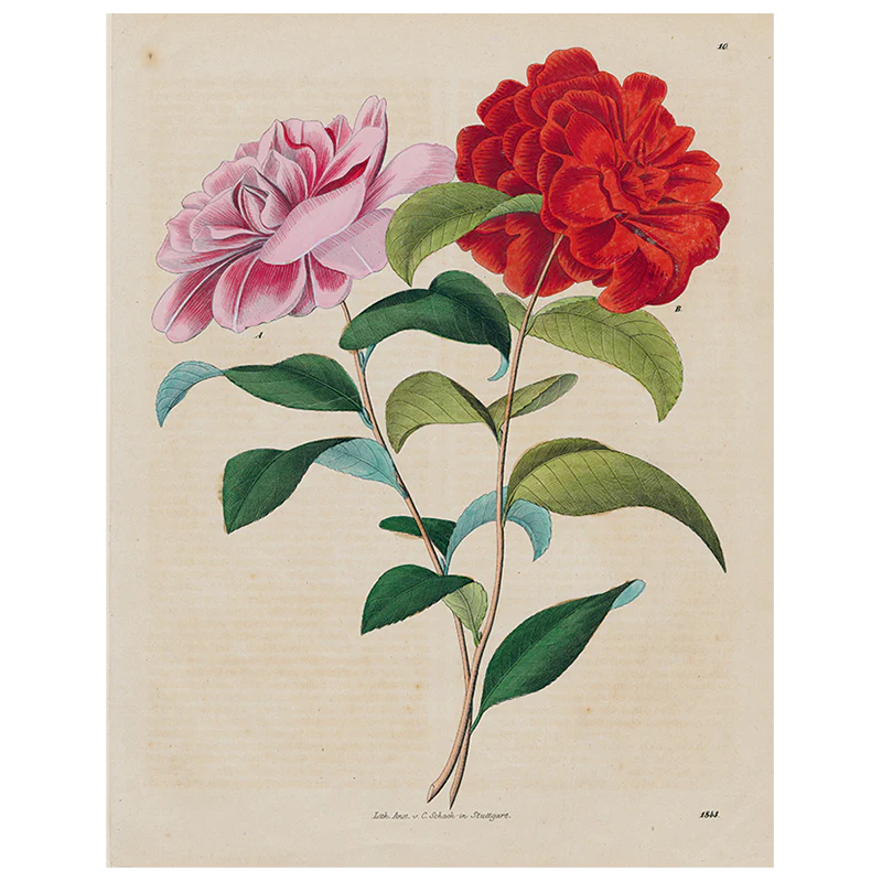 Stuttgart Flower (p 258)
