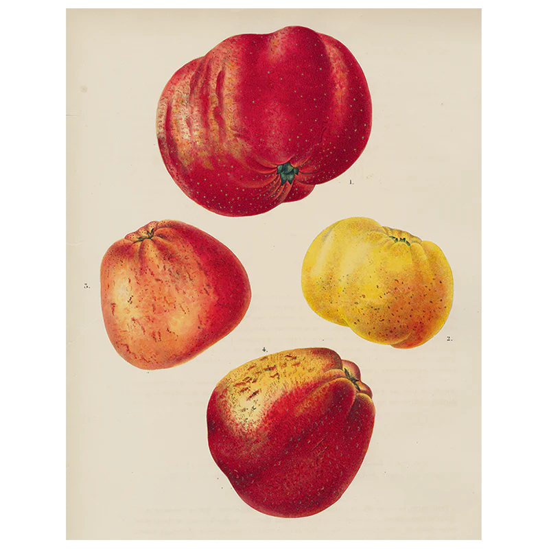 Apples (p 279)