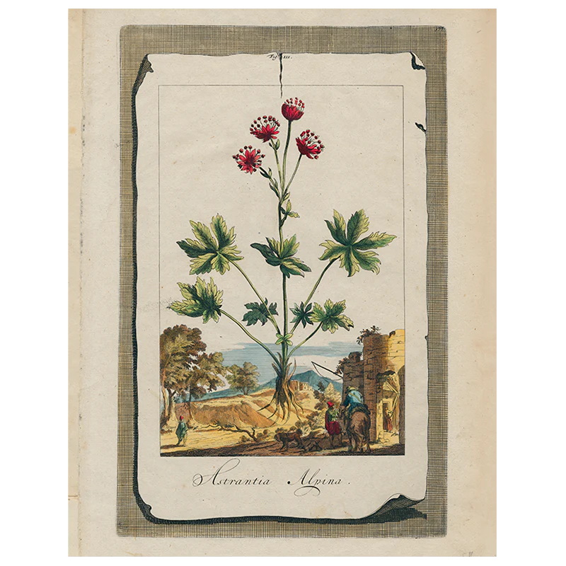 Astrantia (p 316)
