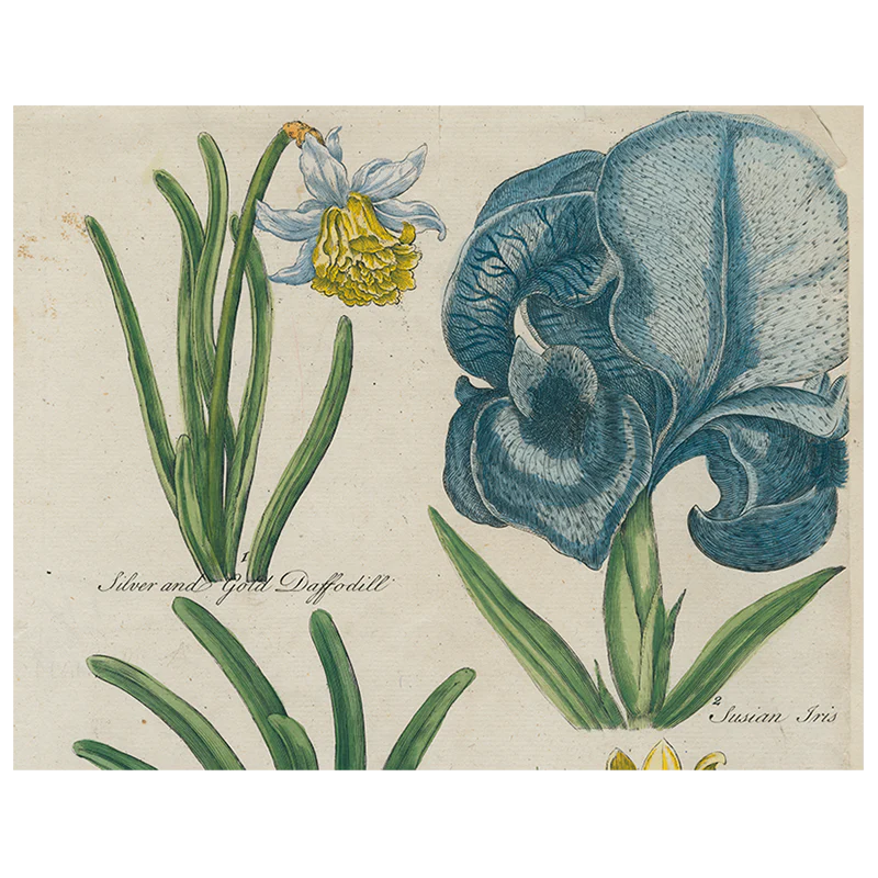 Daffodil / Iris / Golden Amaryllis / Double Amaryllis / Amaryllis / Peach Iris (p 319)