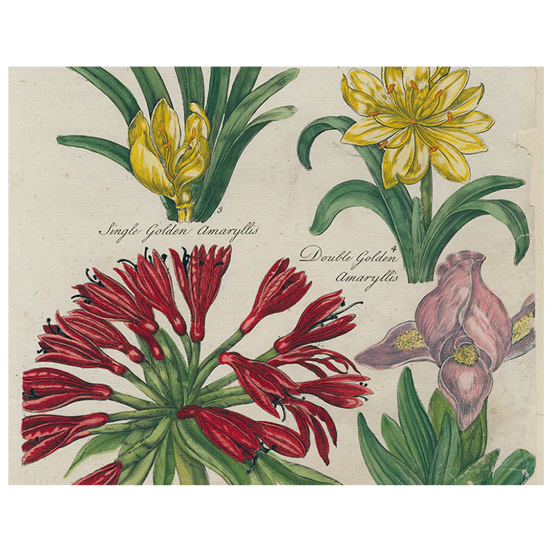 Daffodil / Iris / Golden Amaryllis / Double Amaryllis / Amaryllis / Peach Iris (p 320)