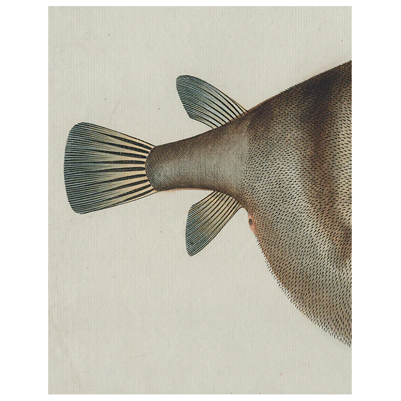 Blowfish (p 325)