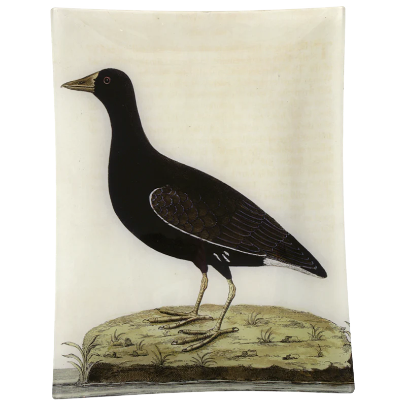 #37 - Female More-Hen