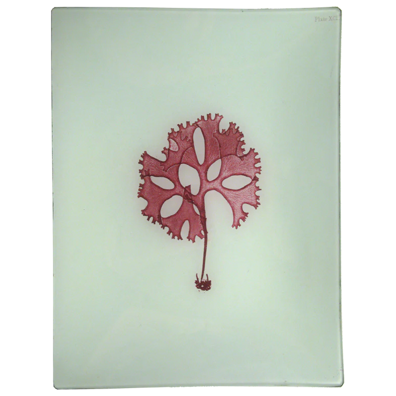 #40 Seaweed (XCID)