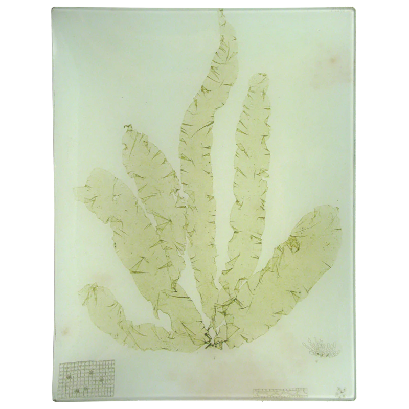 #41 Seaweed (CLXIII)