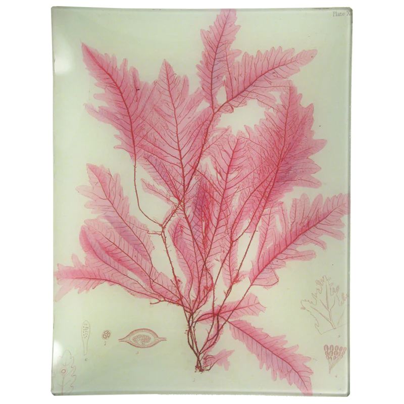 #42 Seaweed (XLV)