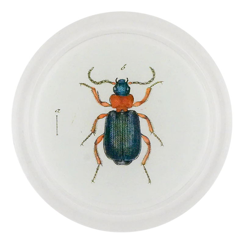 Red & Green Bombardier Beetle (Beetles)