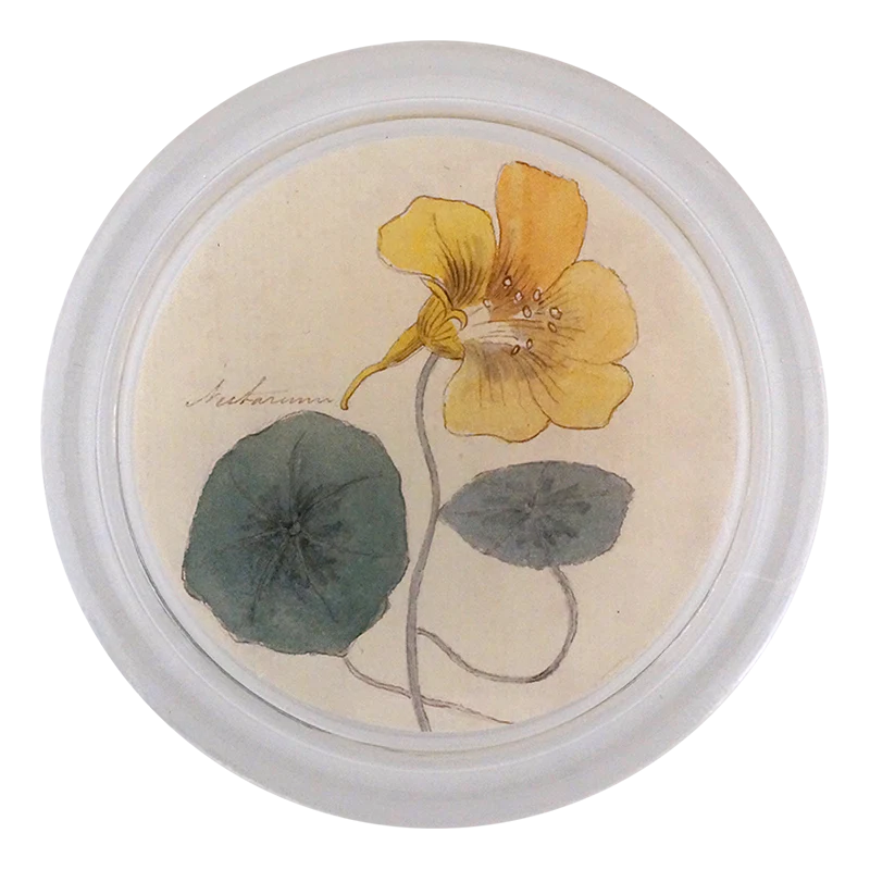 Nasturtium