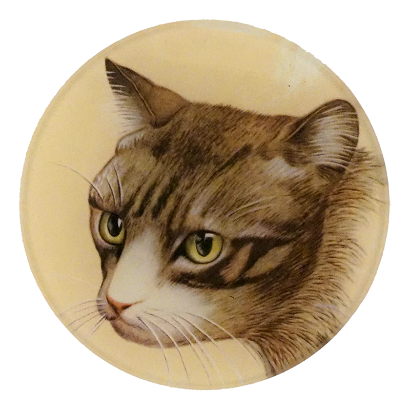 Cat Portrait