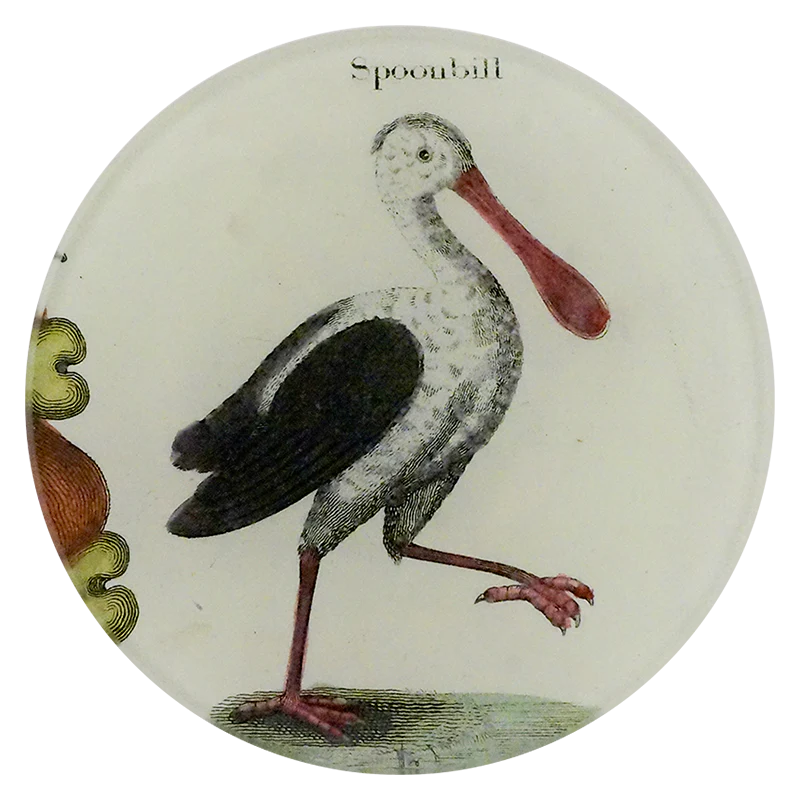 Spoonbill