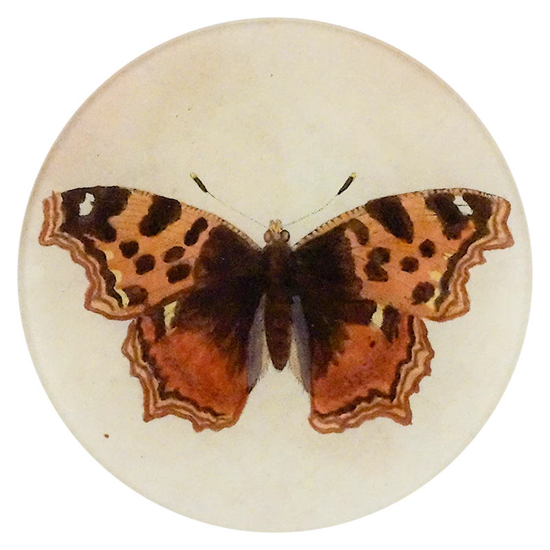 Papilio N.