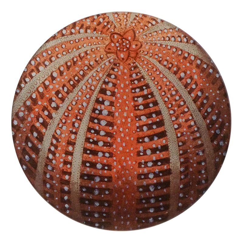 Red Sea Urchin