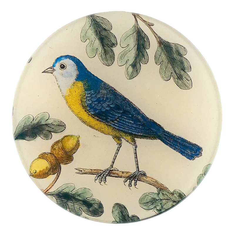 Titmouse