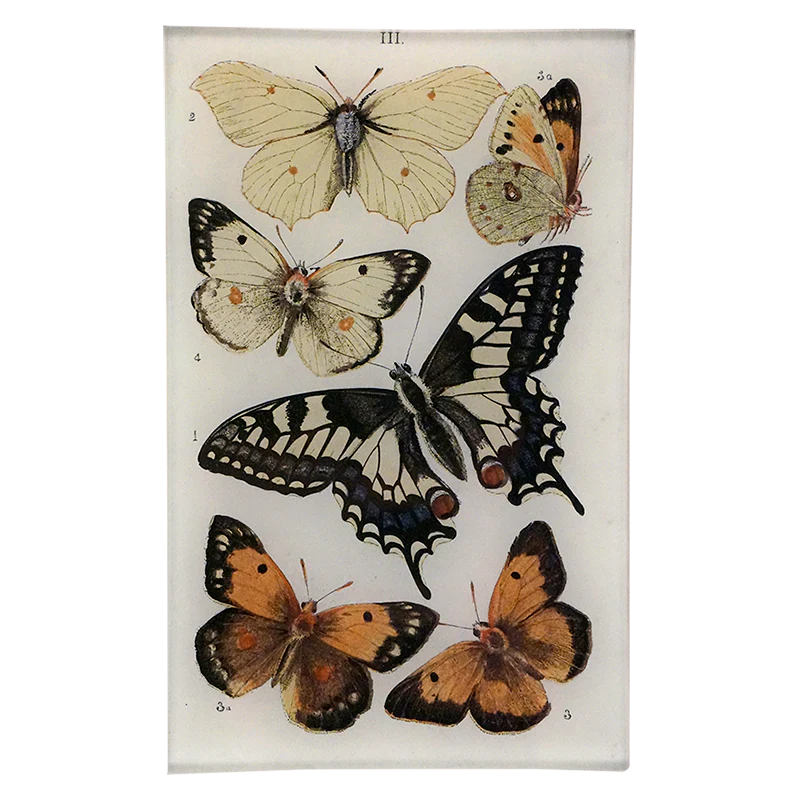 Butterflies III