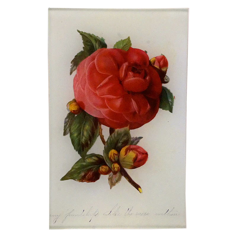 Camellia