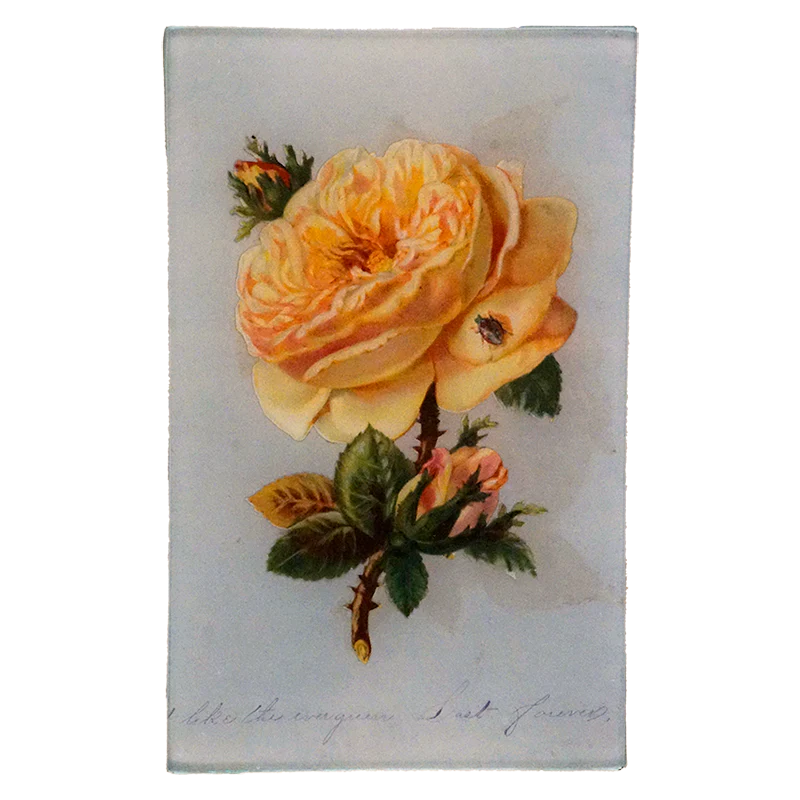 Yellow Rose
