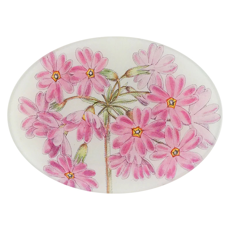 Primula Veitchii