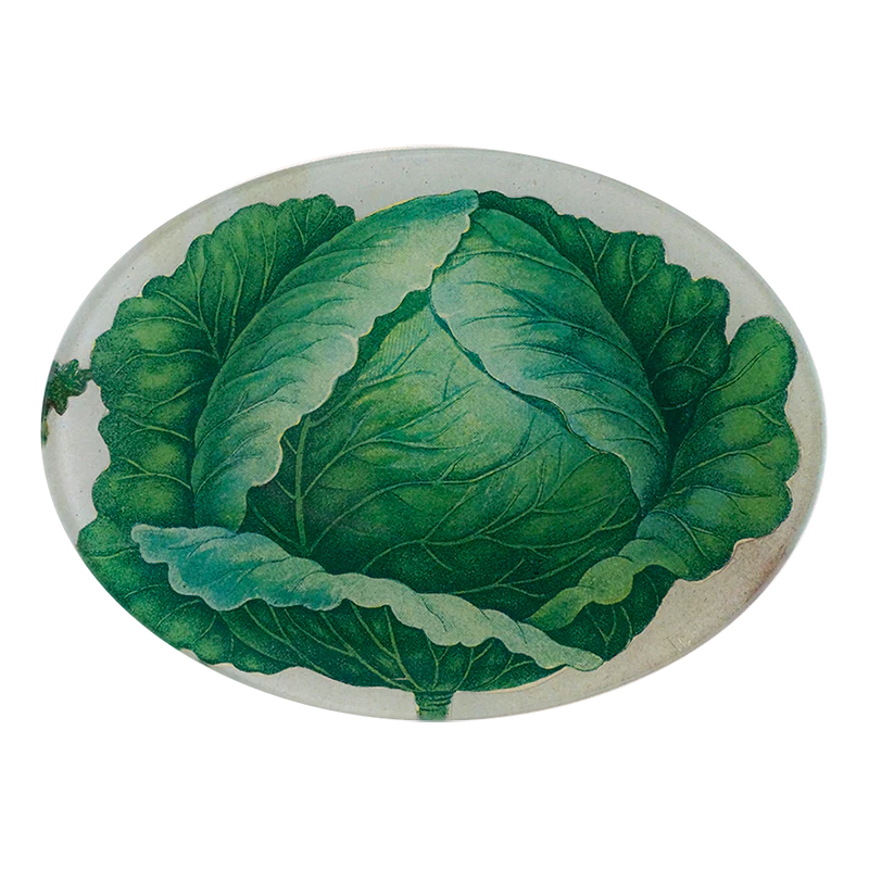 Scrapbook Cabbage