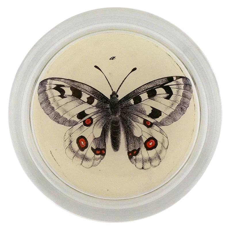 Appollou Swallowtail Butterfly