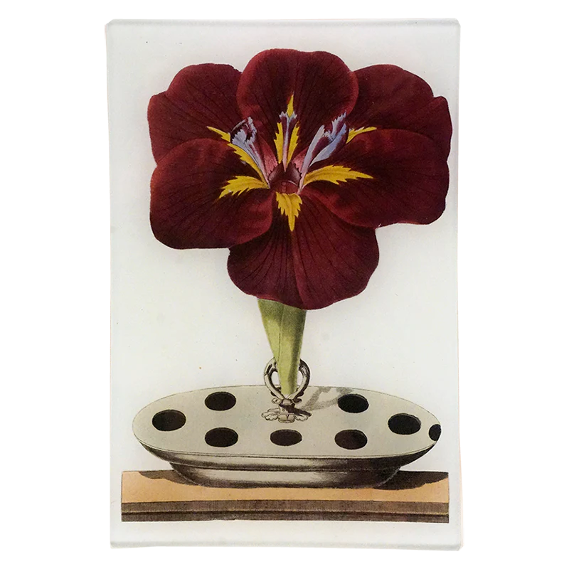 Gladiola