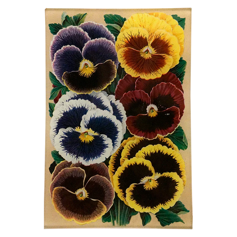 Pansies