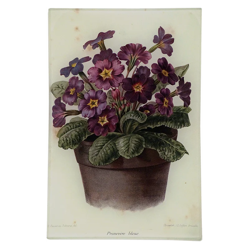 Potted Primrose