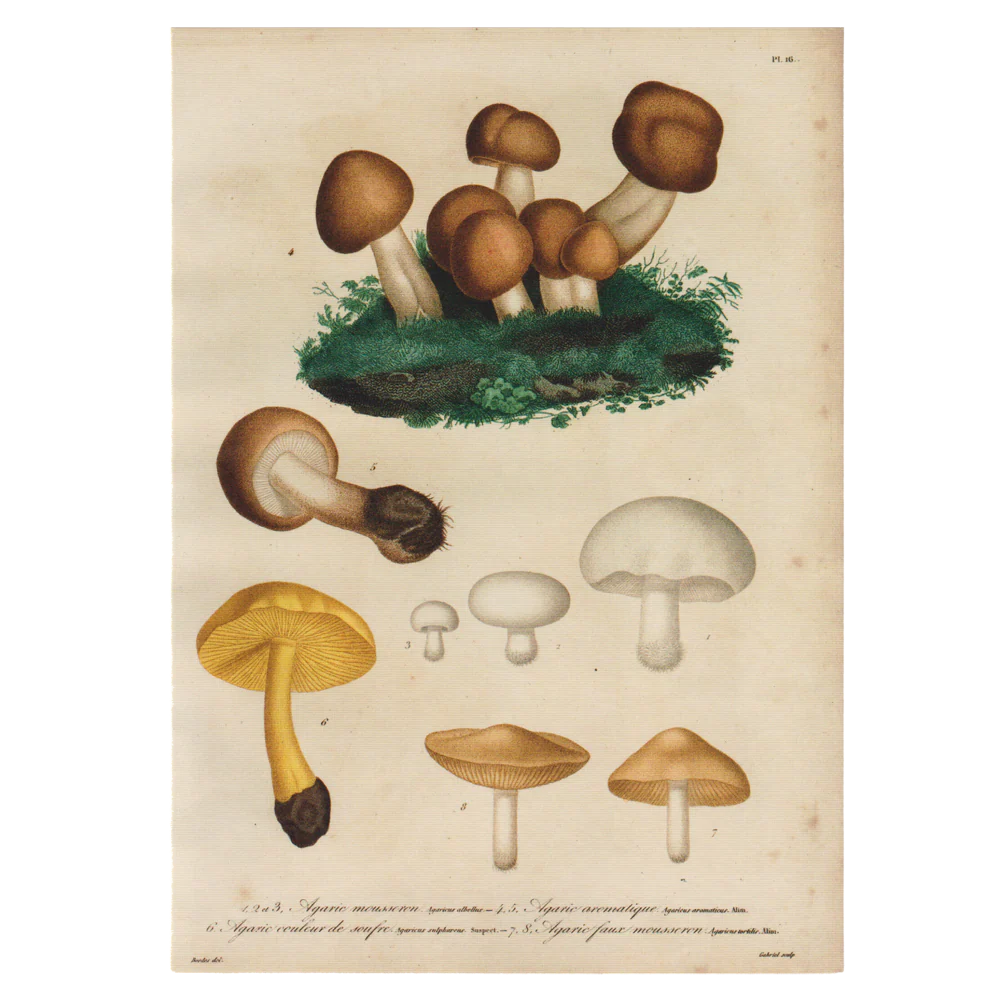 Agarics