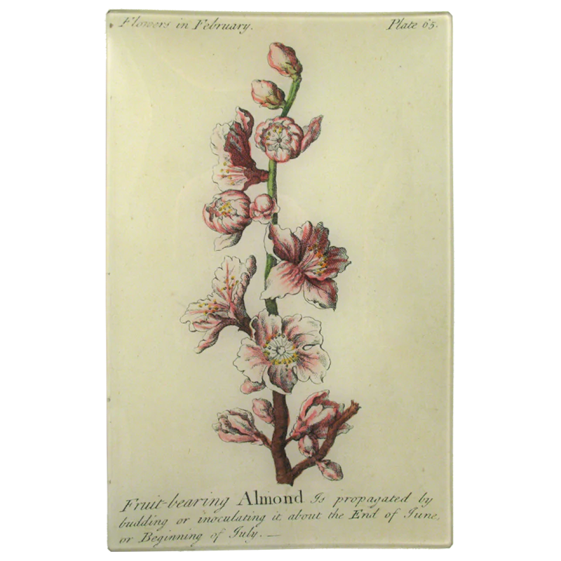 Almond (Floral)