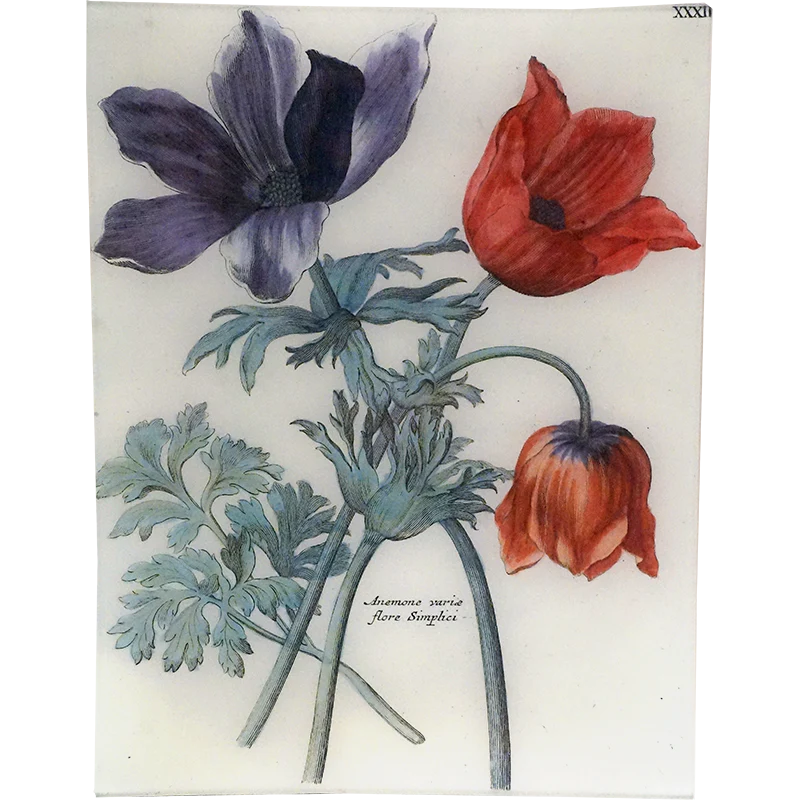 Anemone XXXII