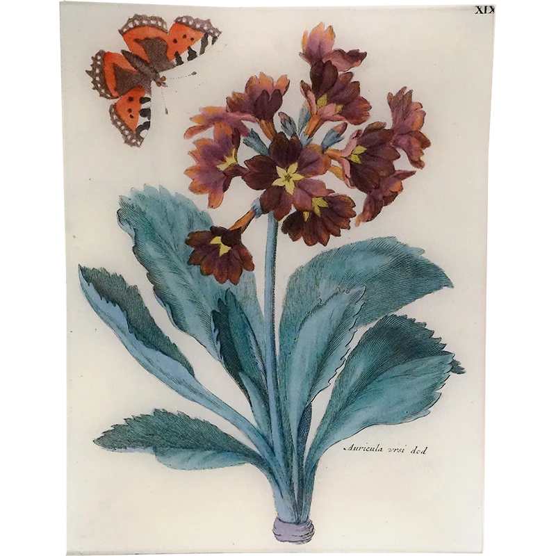 Auricula XIX