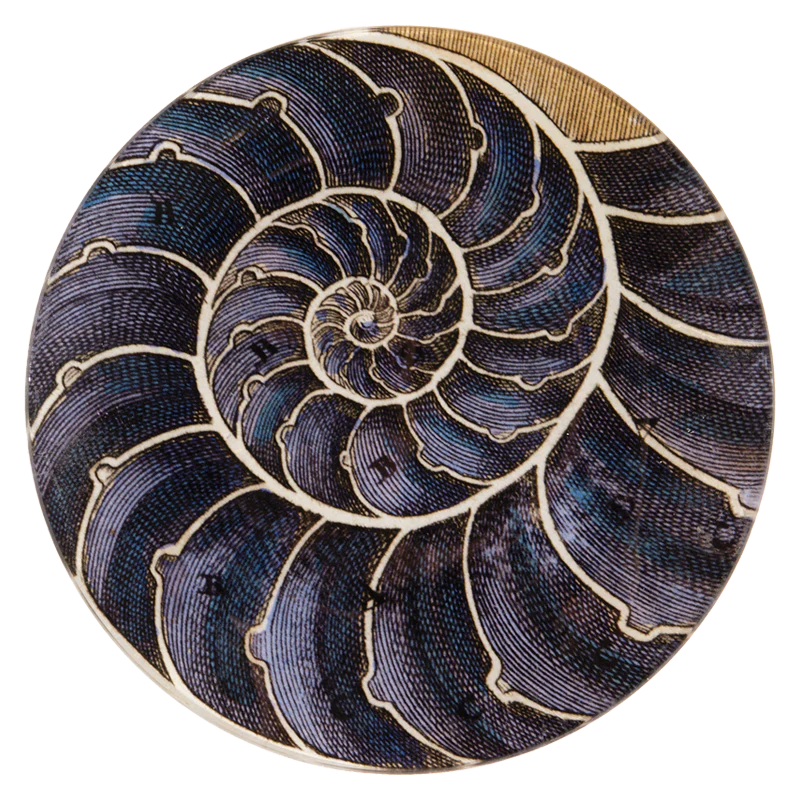 Blue Nautilus