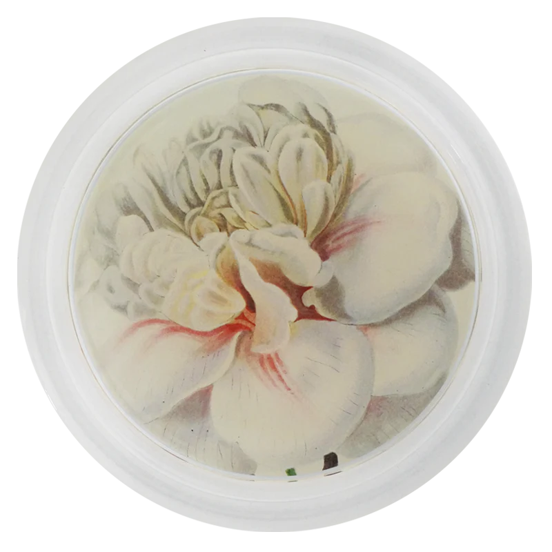 Camellia Blossom 3