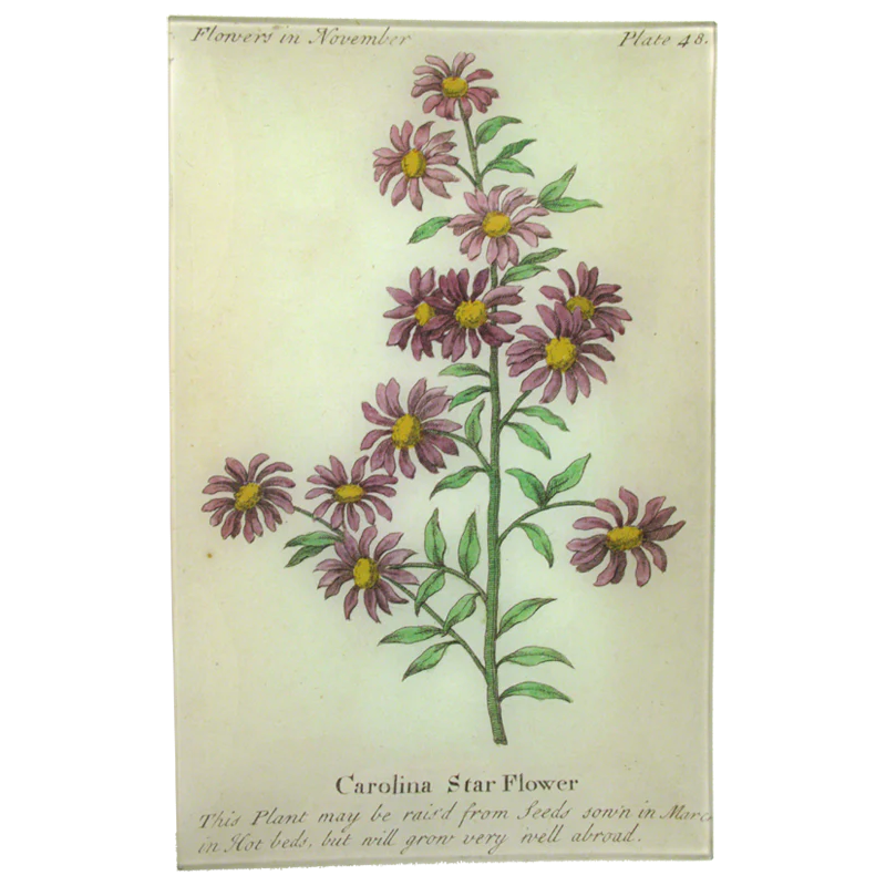 Carolina Starflower (Floral)