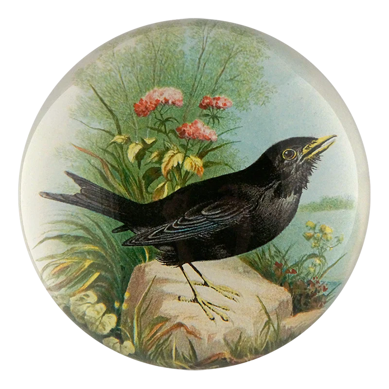 Blackbird