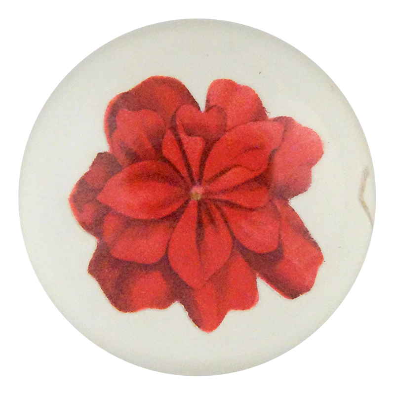 Geranium Fleuret 4