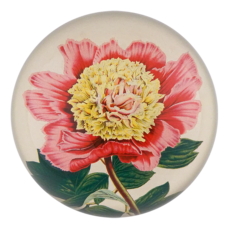 Peony Albifl
