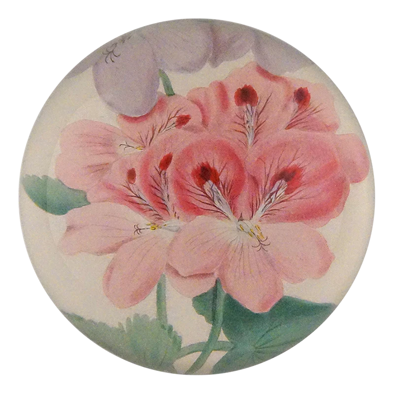 Pink and Purple Geranium