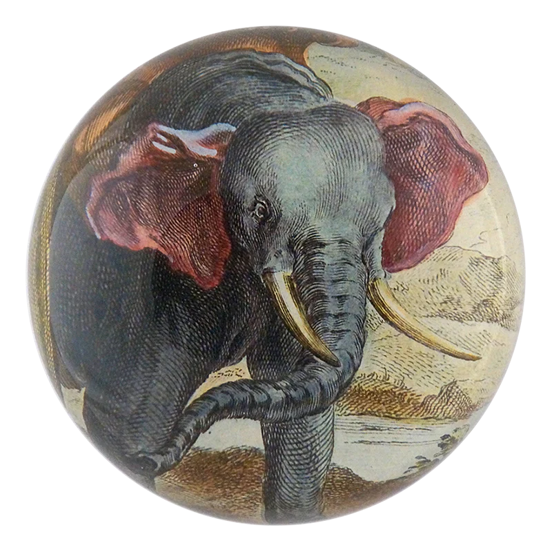 Pink Ear Elephant