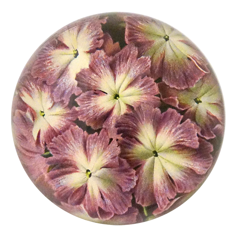 Primula Cortusoides