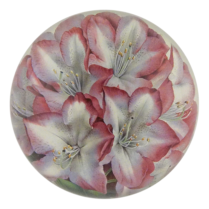 Princess of Wales Rhododendron