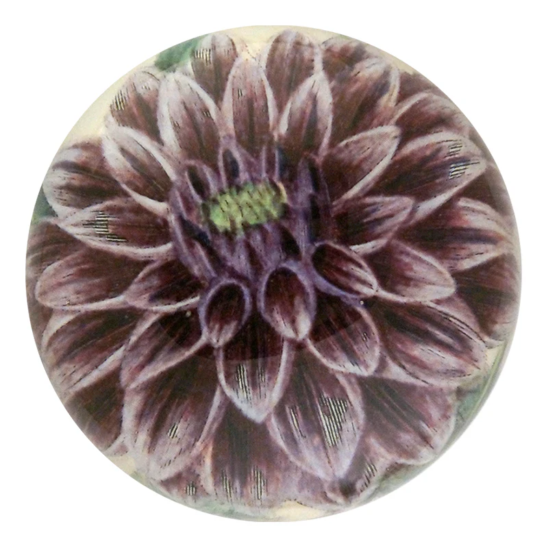Purple Dahlia
