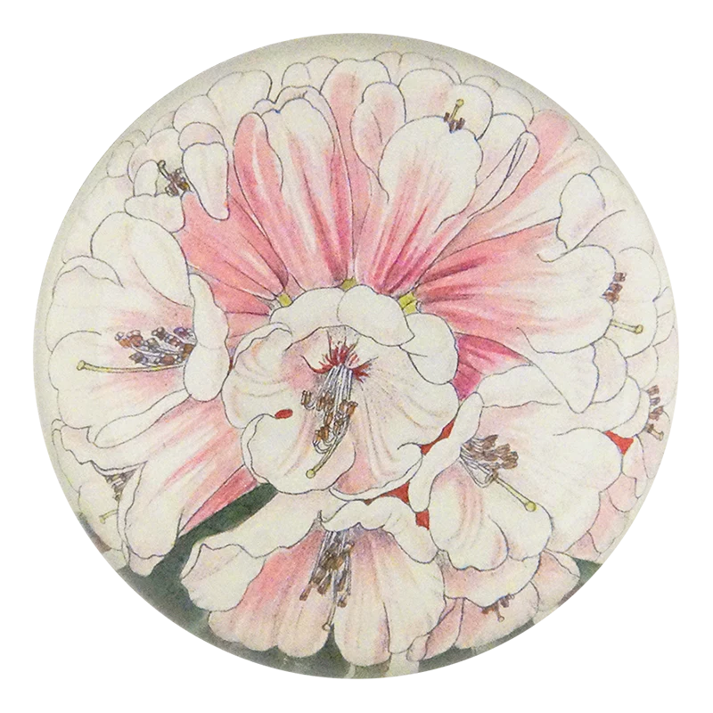 Rhododendron Fulvum