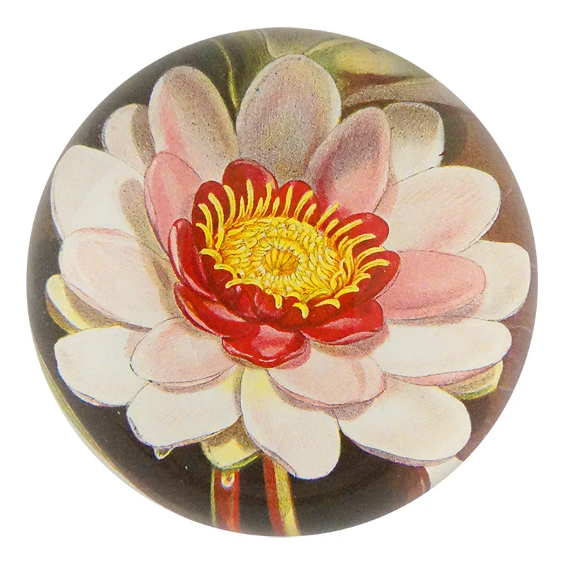 Rose Coloured Water Lily