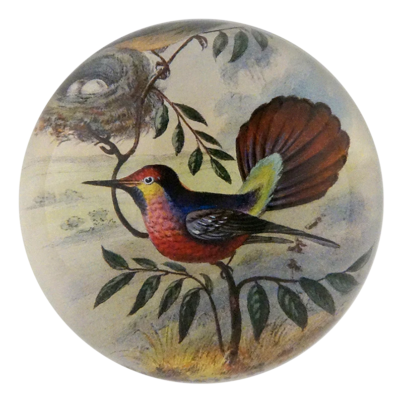 Ruby-crested Hummingbird