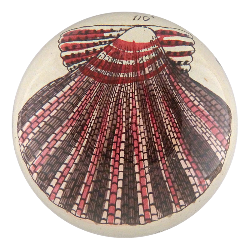 Scallop 116