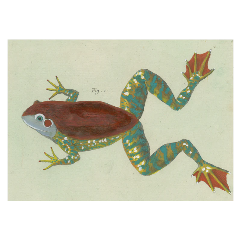 Figure 1 (Frog)