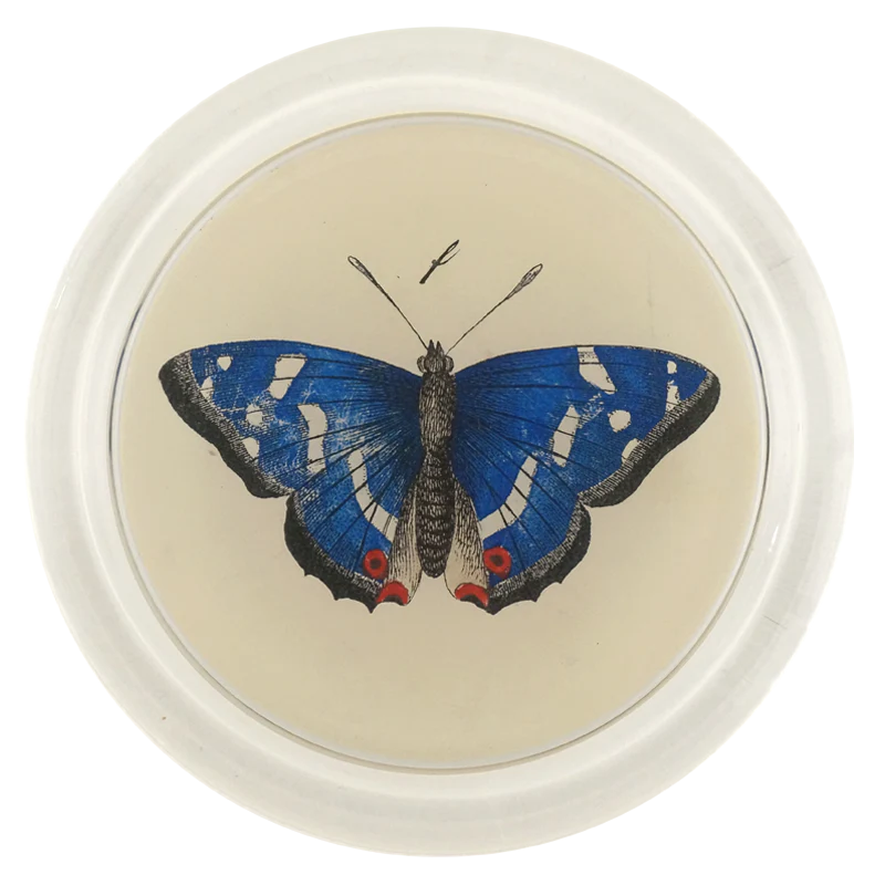 Deep Blue Butterfly