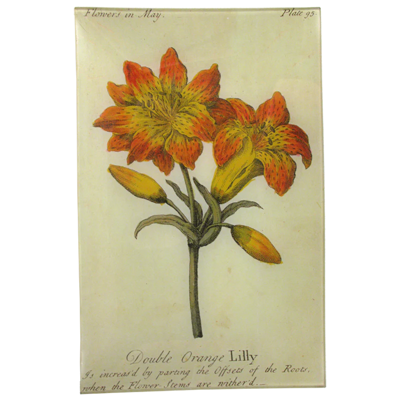 Double Orange Lily (Floral)