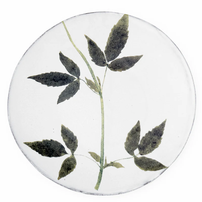 Drachocephalum Plate